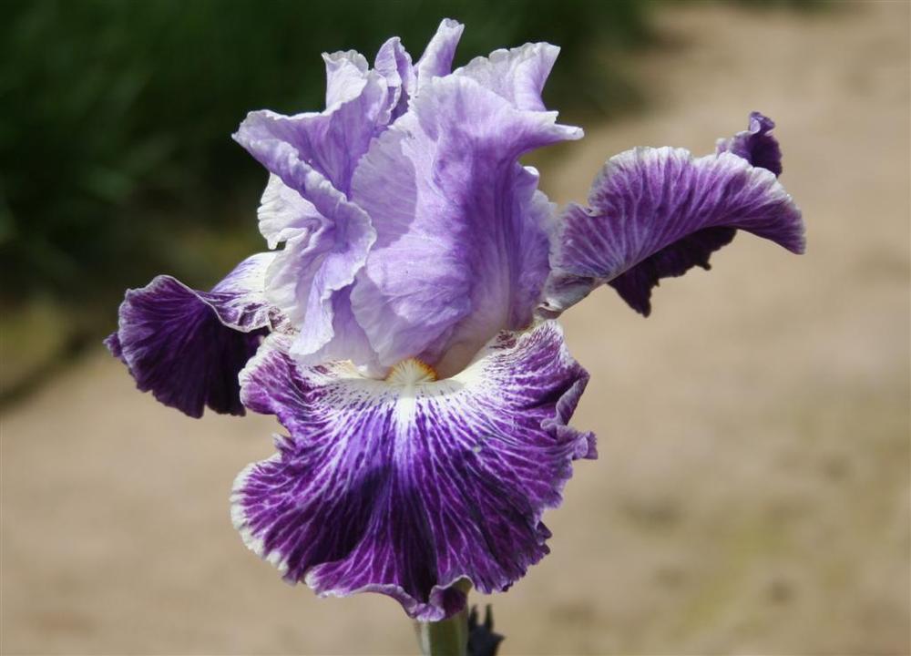 Photo of Tall Bearded Iris (Iris 'Telepathy') uploaded by KentPfeiffer