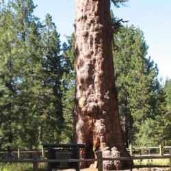 Location: La Pine State Park, Oregon
tallest Ponderosa Pine in Oregon.  photo credit: Hans-Jürgen Hü
