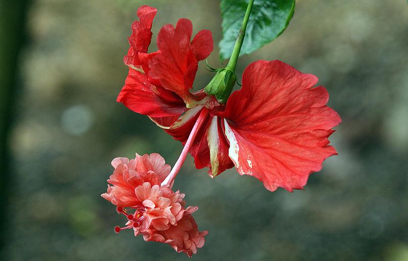 Photo of Tropical Hibiscus (Hibiscus rosa-sinensis 'El Capitolio') uploaded by robertduval14