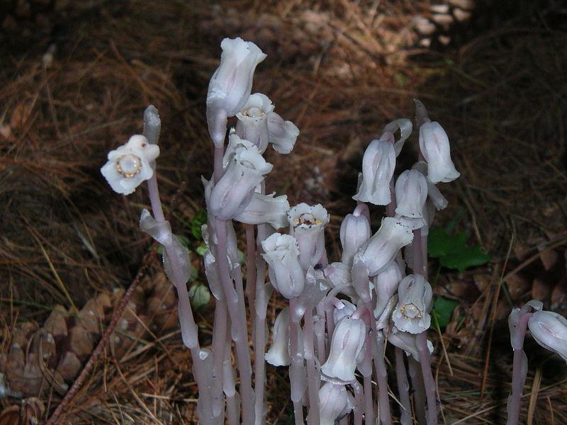 Photo of Indian Pipe (Monotropa uniflora) uploaded by robertduval14
