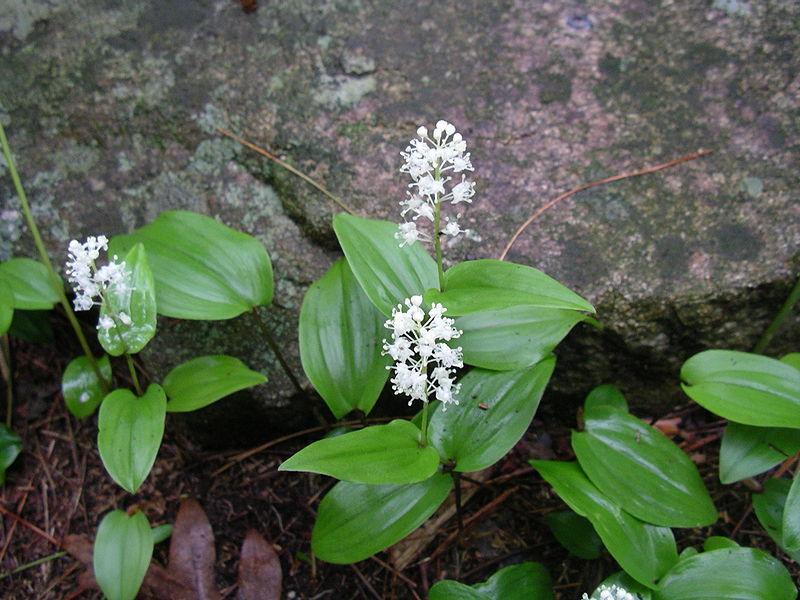 Photo of False Lily of the Valley (Maianthemum canadense) uploaded by robertduval14