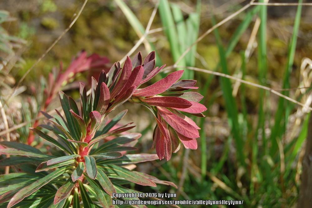 Photo of Wood Spurge (Euphorbia x martini 'Rudolph') uploaded by valleylynn