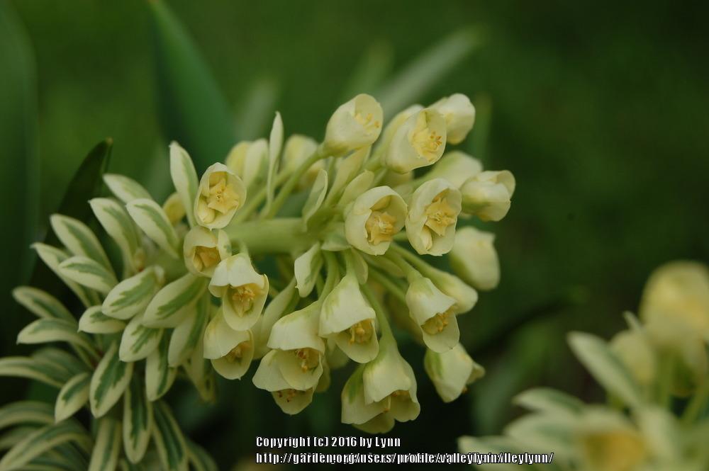 Photo of Spurge (Euphorbia characias 'Tasmanian Tiger') uploaded by valleylynn