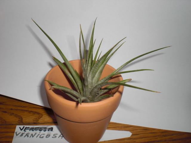 Photo of Air Plant (Tillandsia vernicosa) uploaded by Cahac