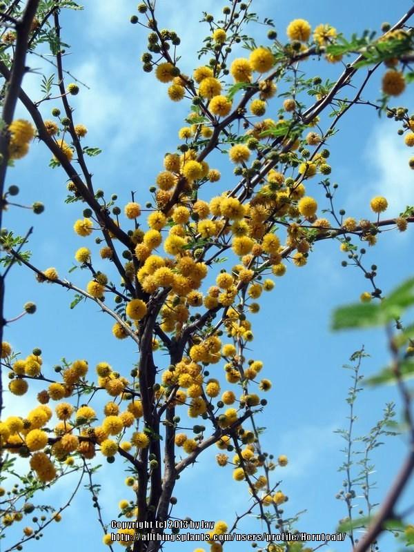 Photo of Sweet Acacia (Vachellia farnesiana) uploaded by Horntoad