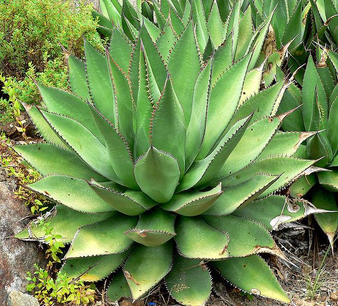 Photo of Shaw's Agave (Agave shawii) uploaded by robertduval14