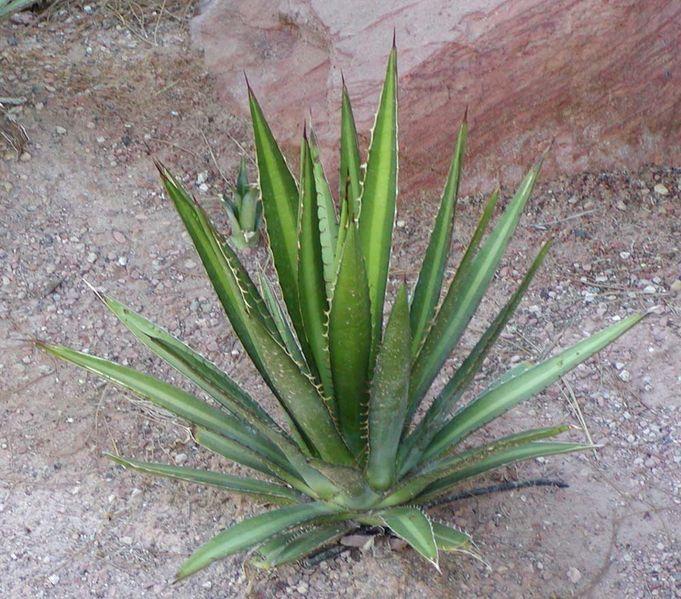 Photo of Lechuguilla (Agave lecheguilla) uploaded by robertduval14