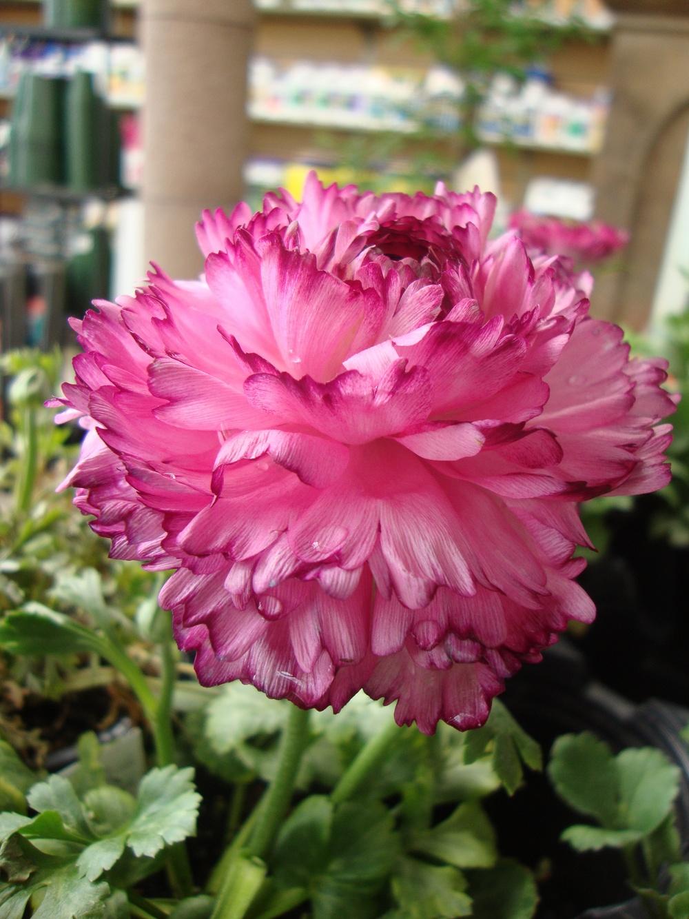 Photo of Persian Buttercup (Ranunculus asiaticus) uploaded by Paul2032