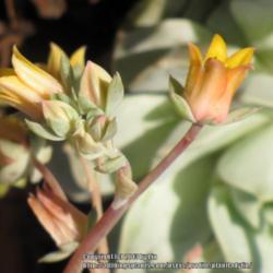 Location: Daytona Beach, Florida
Date: 2013-03-30 
Bloom of Echeveria labeled 'Fleur Blanc'
