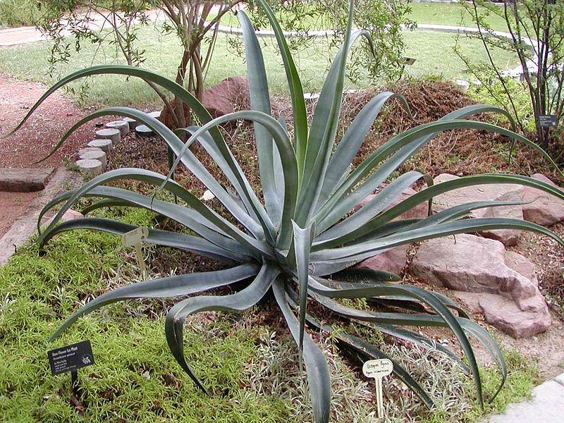 Photo of Octopus Agave (Agave vilmoriniana) uploaded by robertduval14