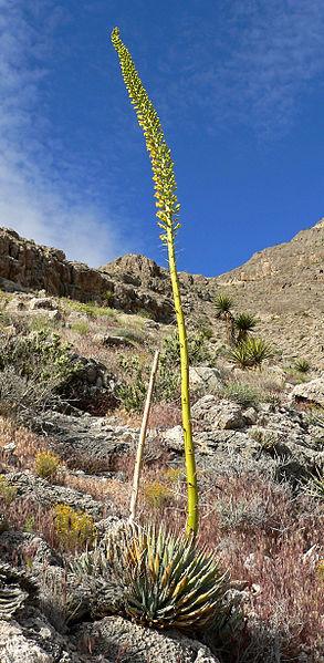 Photo of Utah Agave (Agave utahensis) uploaded by robertduval14