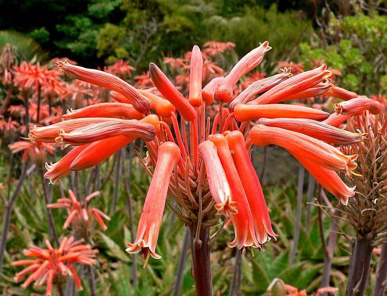 Photo of Soap Aloe (Aloe maculata) uploaded by robertduval14