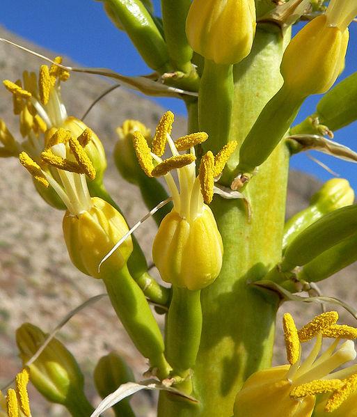 Photo of Utah Agave (Agave utahensis) uploaded by robertduval14