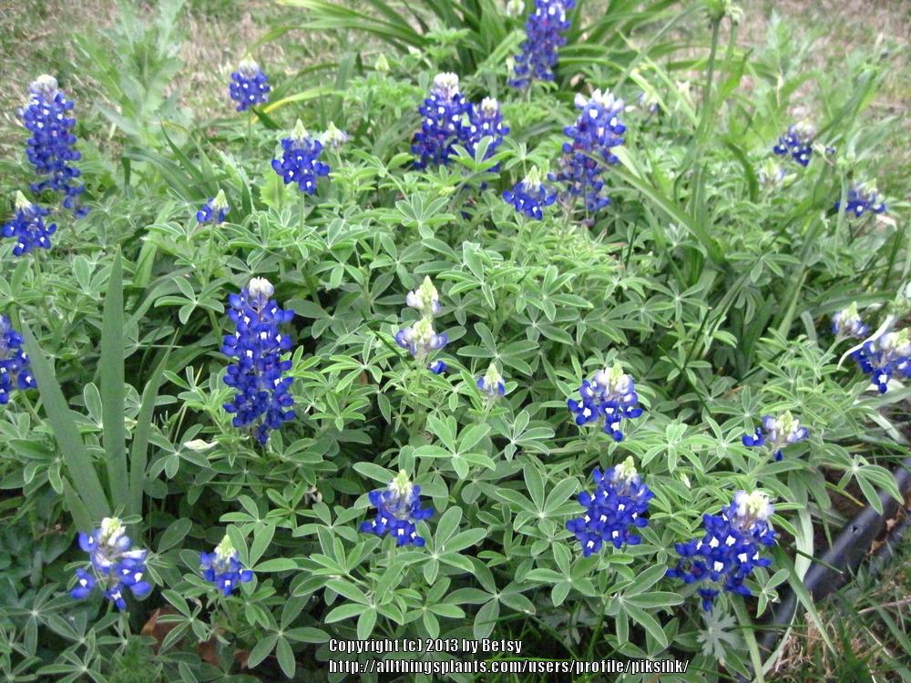 Photo of Texas Bluebonnet (Lupinus texensis) uploaded by piksihk