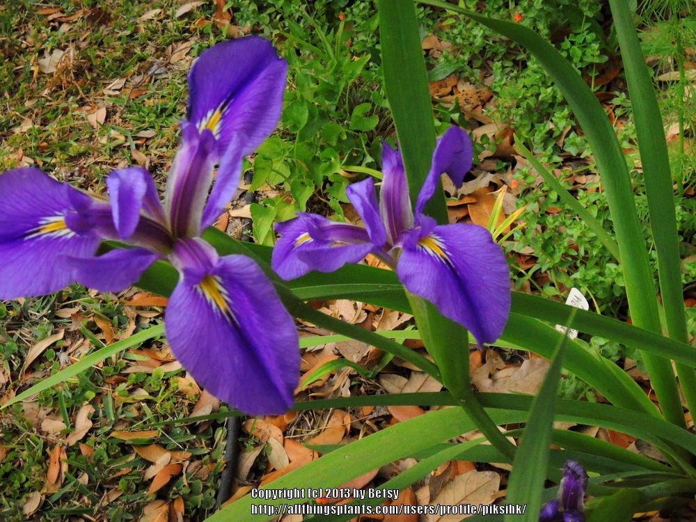 Photo of Species Iris (Iris virginica) uploaded by piksihk