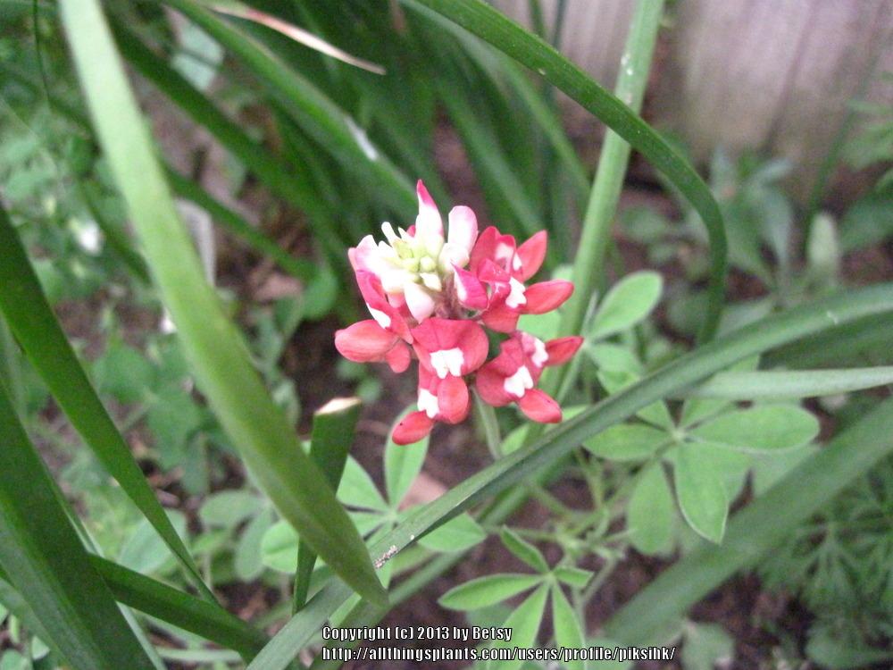 Photo of Red Texas Bluebonnet (Lupinus texensis 'Alamo Fire') uploaded by piksihk