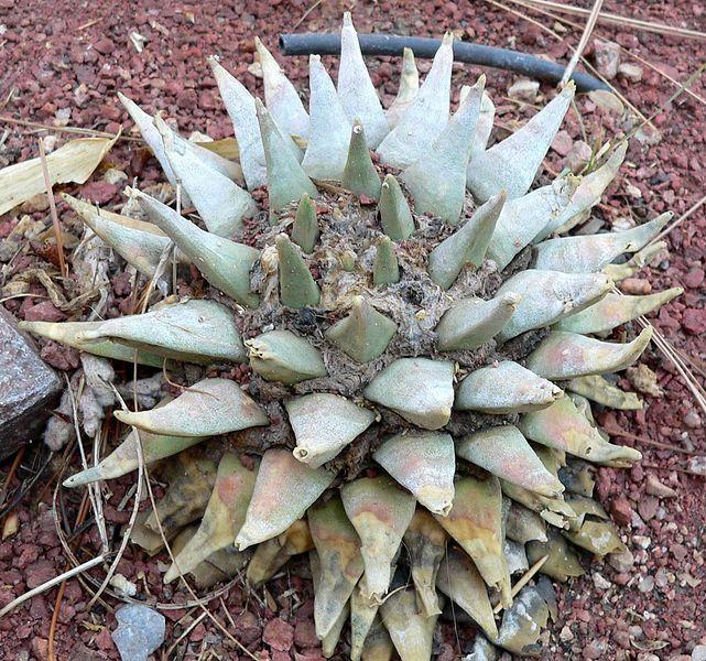Photo of Living Rock Cactus (Ariocarpus retusus) uploaded by robertduval14