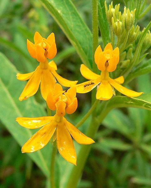 Photo of Tropical Milkweed (Asclepias curassavica 'Silky Gold') uploaded by robertduval14