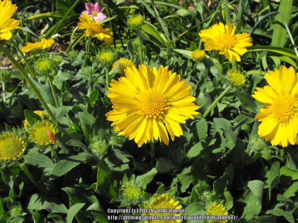 Photo of Blanket Flower (Gaillardia Mesa™ Yellow) uploaded by OldGardener