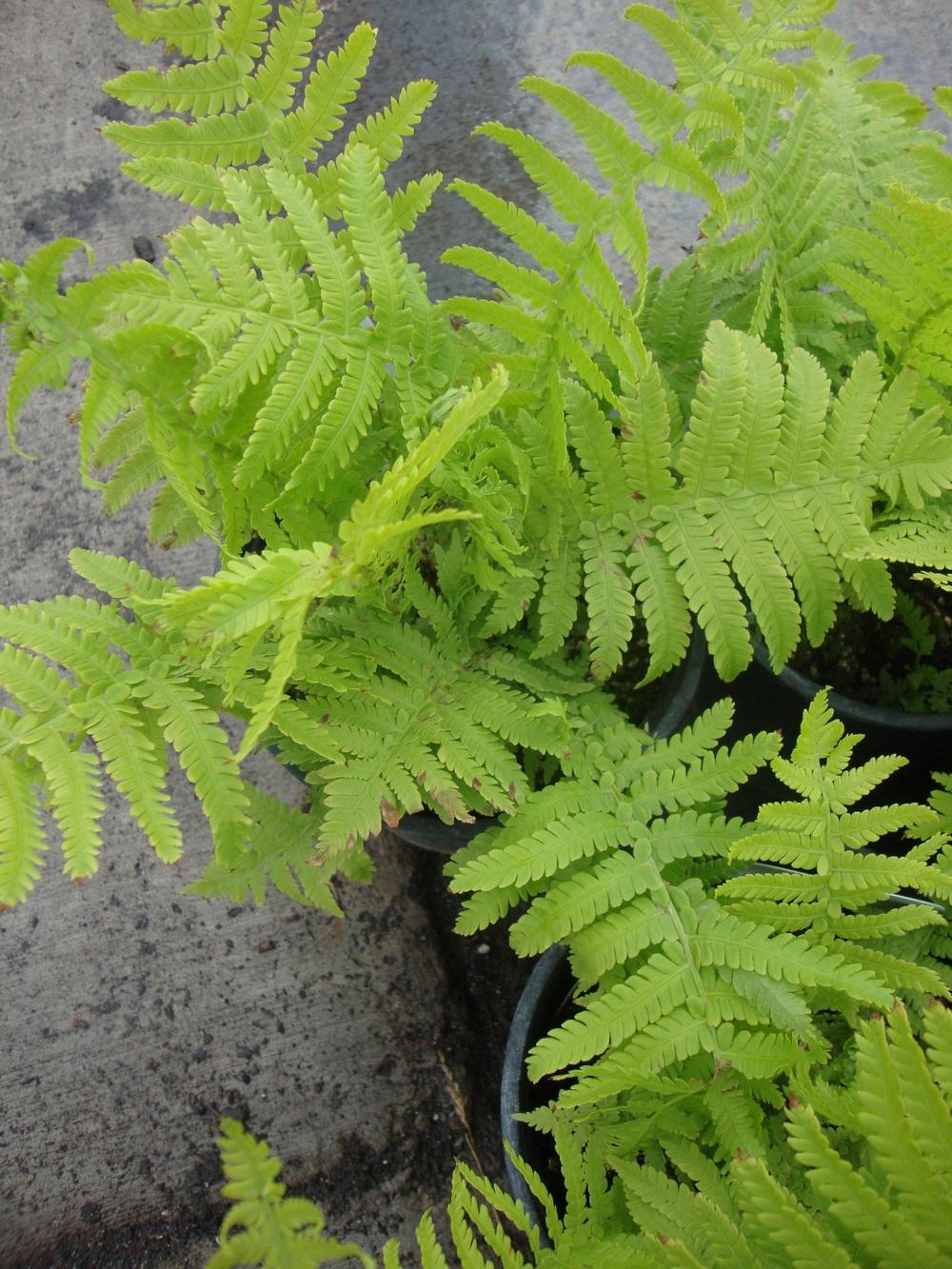 Photo of Ostrich Fern (Matteuccia struthiopteris) uploaded by Paul2032