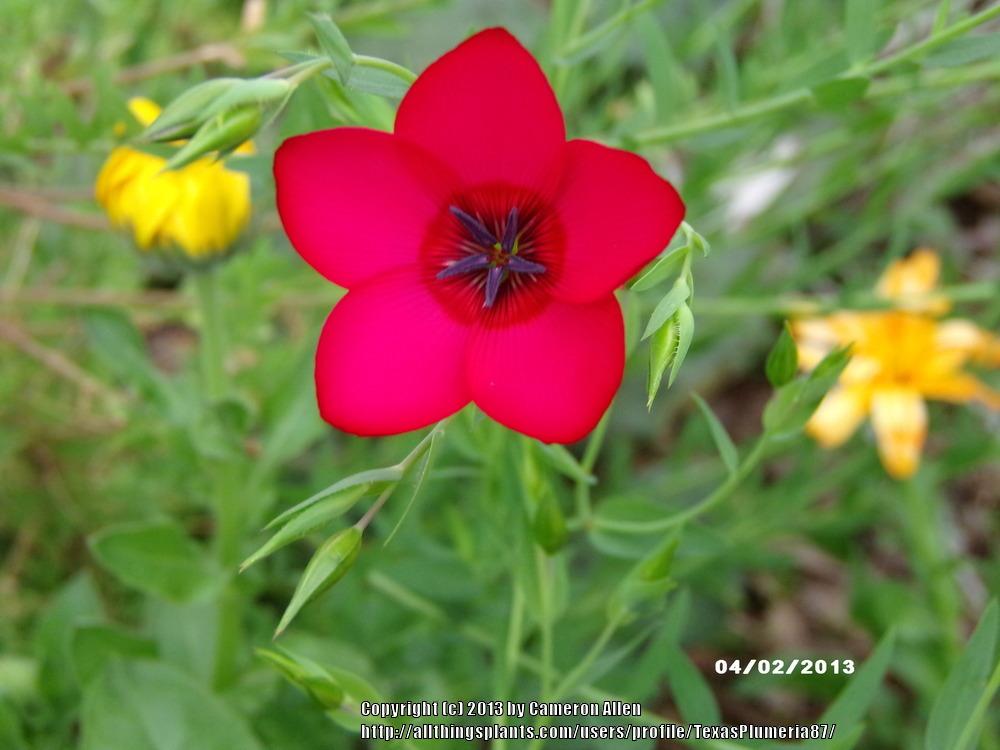 Photo of Scarlet Flax (Linum grandiflorum 'Rubrum') uploaded by TexasPlumeria87