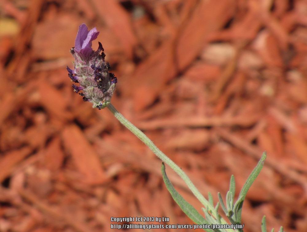 Photo of Spanish Lavender (US) (Lavandula stoechas 'Otto Quast') uploaded by plantladylin