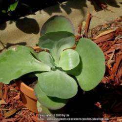 Location: Daytona Beach, Florida
Date: 2013-04-02 
Plant grown in shade