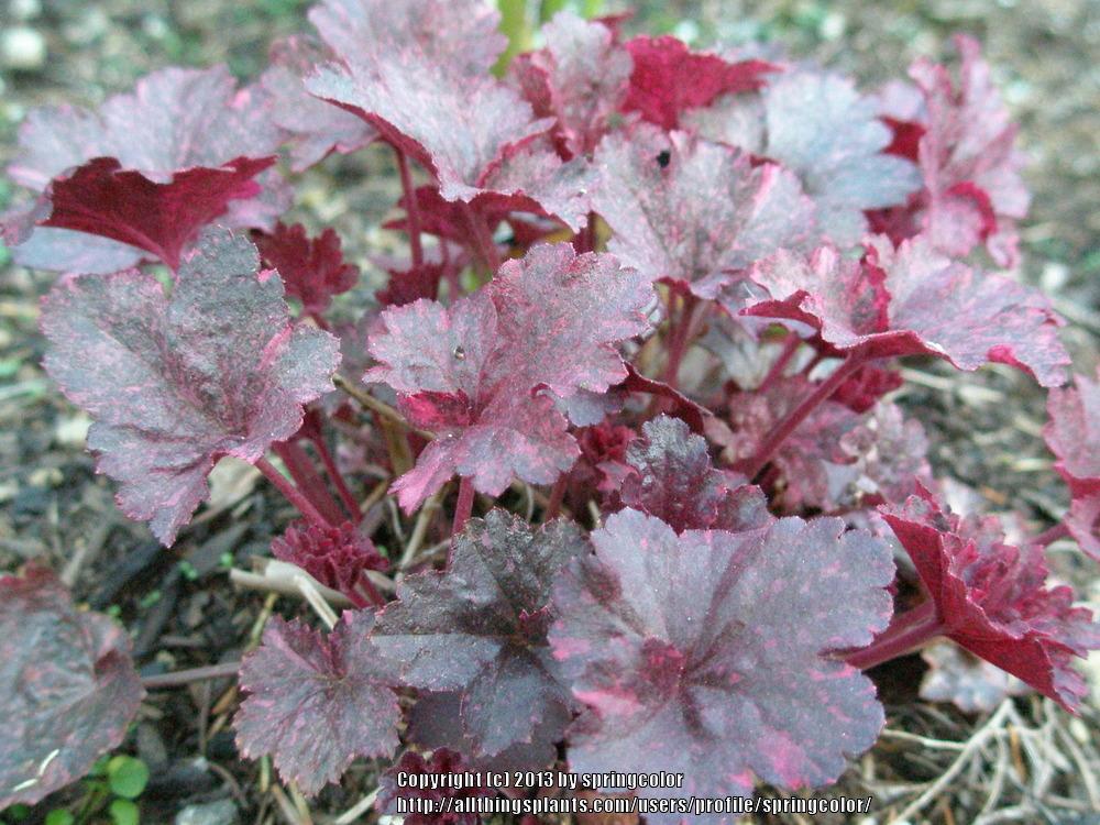 Photo of Coral Bells (Heuchera 'Midnight Rose') uploaded by springcolor