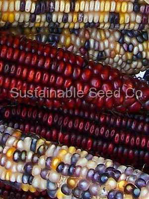 Photo of Ornamental Corn (Zea mays subsp. mays 'Wampum') uploaded by vic
