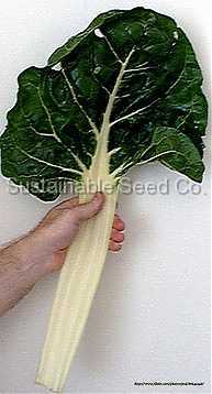 Photo of Swiss Chard (Beta vulgaris var. cicla 'Fordhook Giant') uploaded by vic