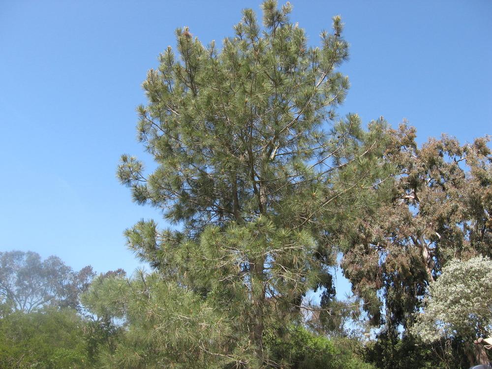 Photo of Torrey pine (Pinus torreyana) uploaded by wcgypsy