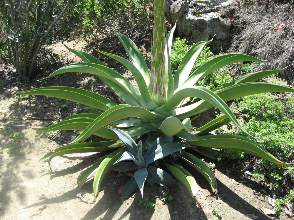 Photo of Octopus Agave (Agave vilmoriniana) uploaded by wcgypsy