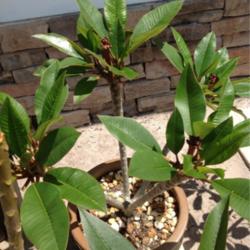 Location: Tampa, Florida
Date: 4/01/2013
My Plumeria Devine with 4 inflos but the cold weather caused the 