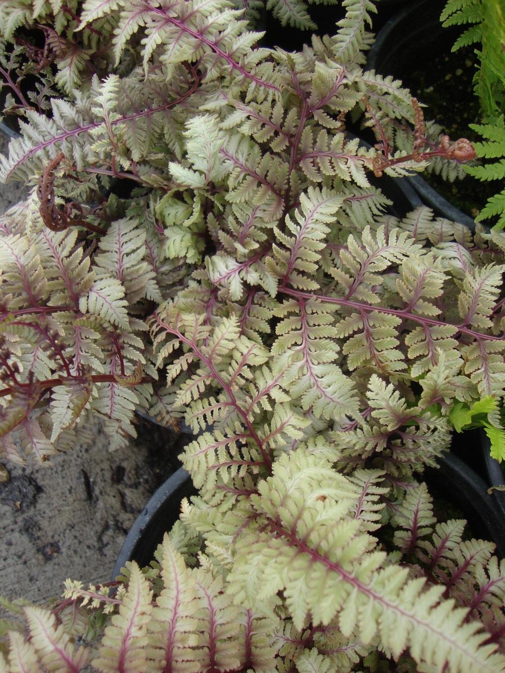 Photo of Japanese Painted Fern (Anisocampium niponicum 'Ursula's Red') uploaded by Paul2032