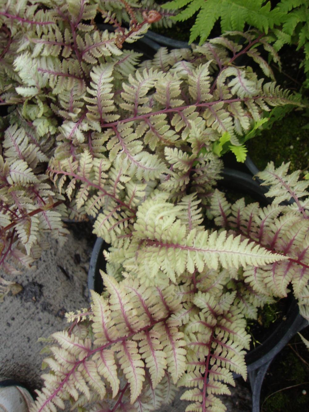 Photo of Japanese Painted Fern (Anisocampium niponicum 'Ursula's Red') uploaded by Paul2032