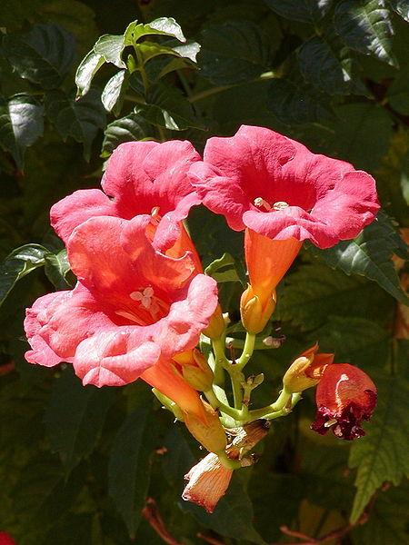 Photo of Trumpet Vine (Campsis radicans) uploaded by robertduval14