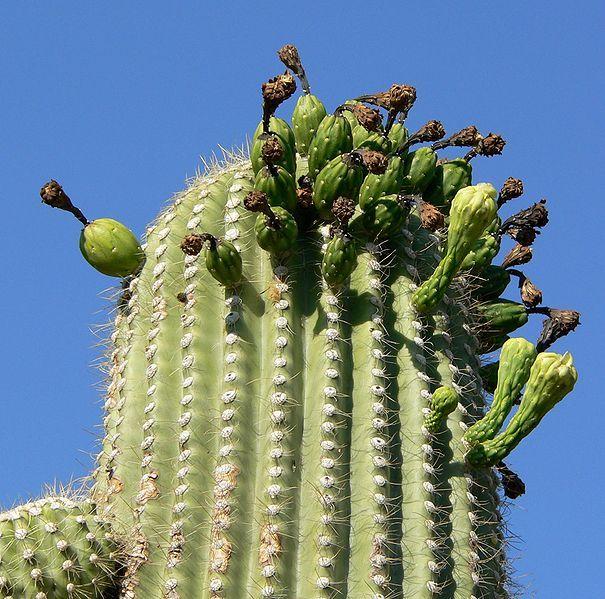 Photo of Saguaro (Carnegiea gigantea) uploaded by robertduval14