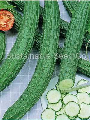 Photo of Cucumber (Cucumis sativus 'Suhyo Long') uploaded by vic