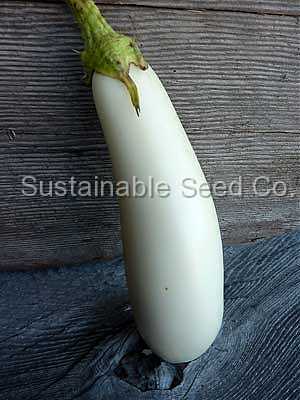 Photo of Eggplant (Solanum melongena 'Casper') uploaded by vic