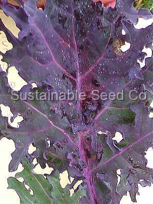 Photo of Siberian Kale (Brassica napus 'Red Russian') uploaded by vic