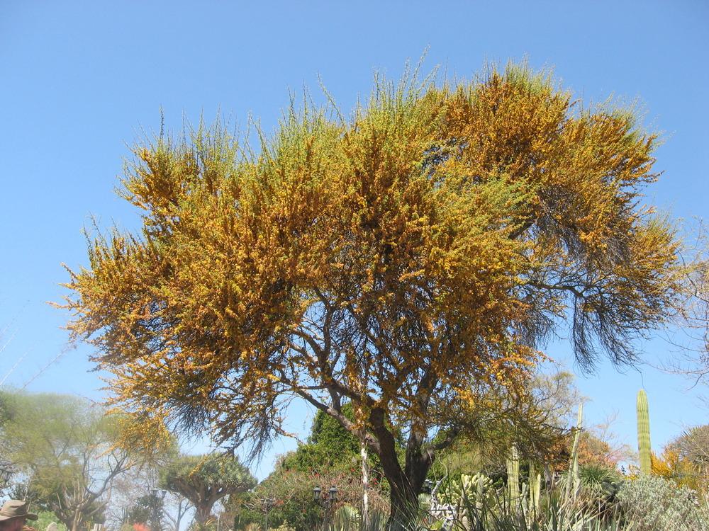 Photo of Sweet Acacia (Vachellia farnesiana) uploaded by wcgypsy