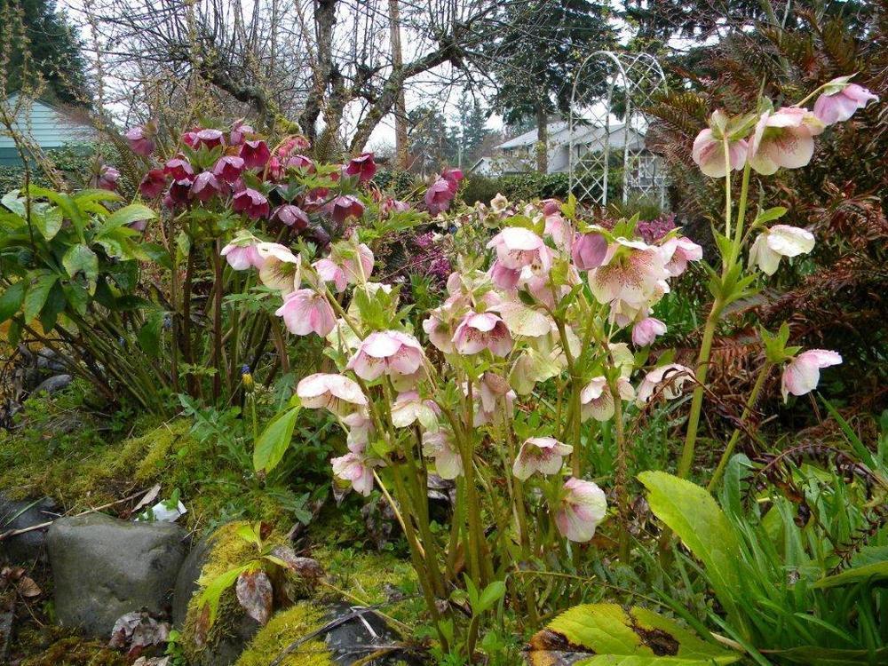 Photo of Hellebores (Helleborus) uploaded by Jewell