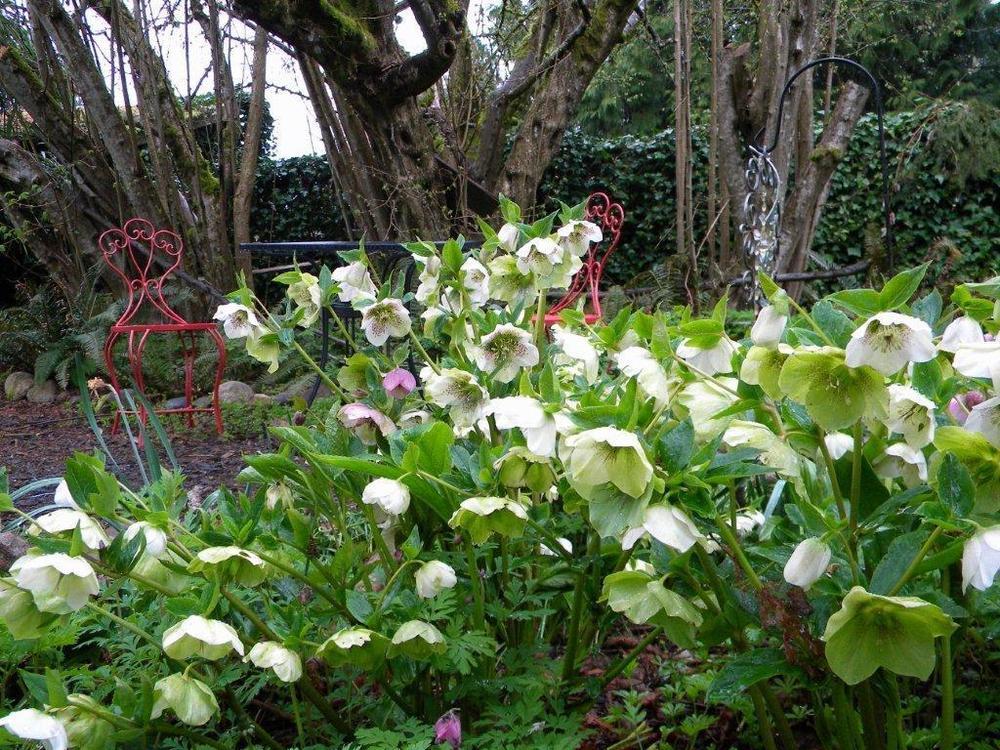 Photo of Hellebores (Helleborus) uploaded by Jewell