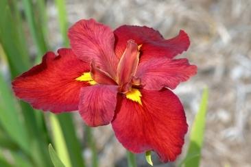 Photo of Louisiana Iris (Iris 'Ann Chowning') uploaded by eclayne