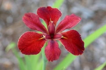 Photo of Louisiana Iris (Iris 'Cherry Cup') uploaded by eclayne