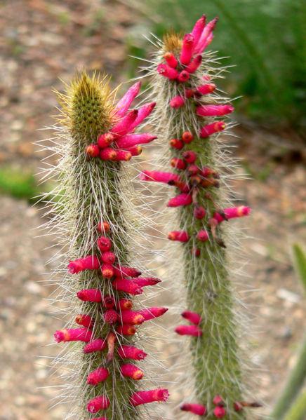 Photo of Candelilla (Cleistocactus candelilla) uploaded by robertduval14