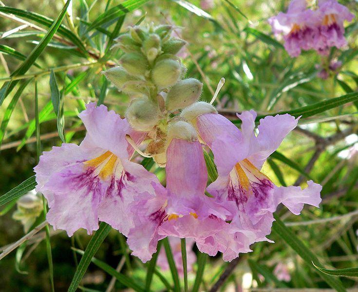 Photo of Desert Willow (Chilopsis linearis) uploaded by robertduval14