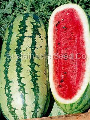 Photo of Watermelon (Citrullus lanatus 'Georgia Rattlesnake') uploaded by vic