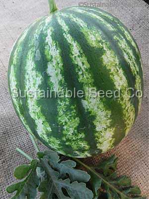 Photo of Watermelon (Citrullus lanatus 'Crimson Sweet') uploaded by vic