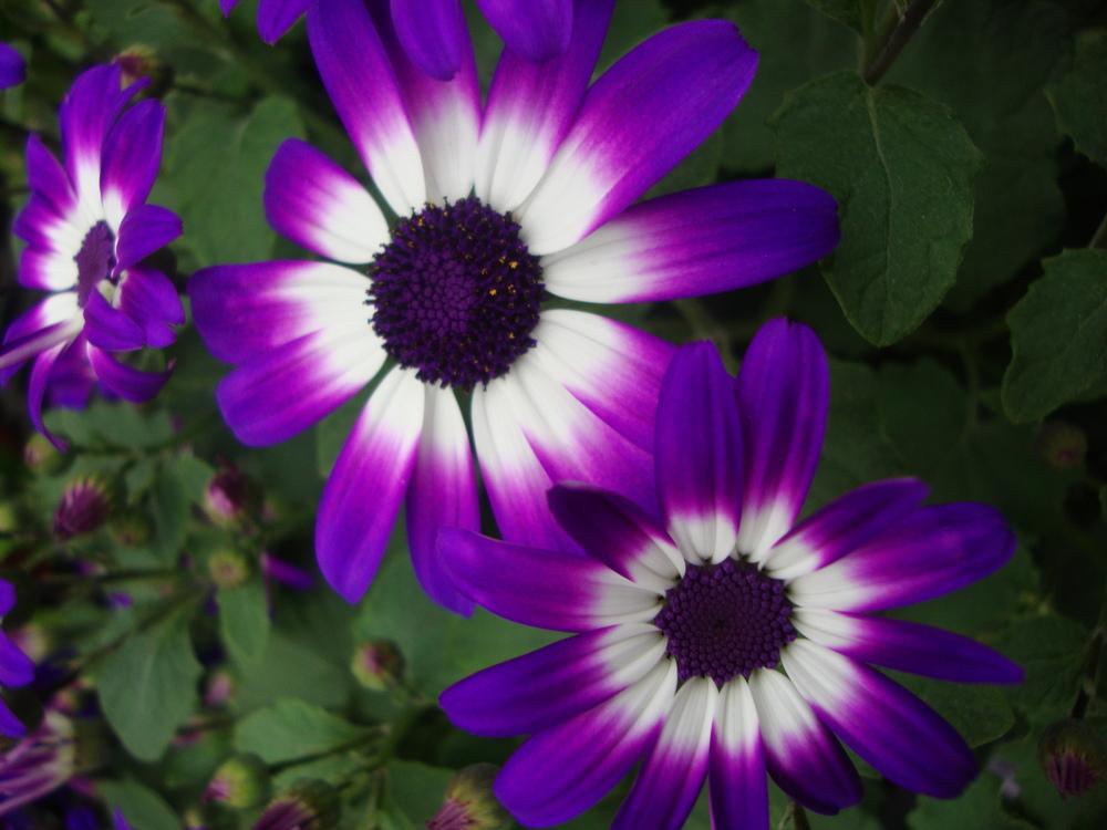 Photo of Florist's Cineraria (Pericallis Senetti® Violet Bicolor) uploaded by Paul2032
